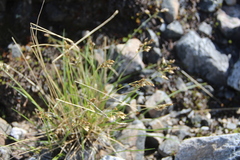 Trisetum sibiricum