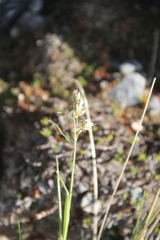 Trisetum sibiricum