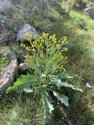Crambe alutacea