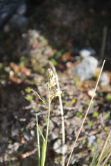 Trisetum sibiricum