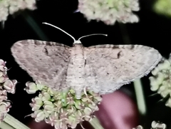 Eupithecia trisignaria