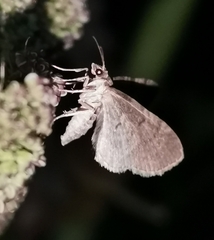 Eupithecia trisignaria