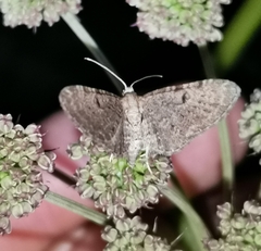 Eupithecia trisignaria