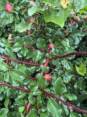 Cotoneaster nanshan