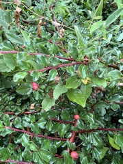 Cotoneaster nanshan