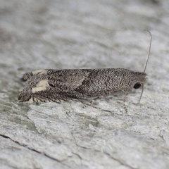 Epiblema minutana