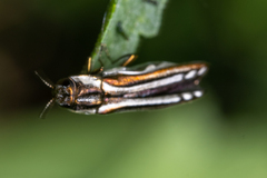 Agrilus aureus