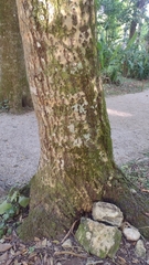 Calophyllum brasiliense