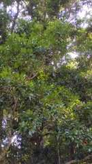 Calophyllum brasiliense