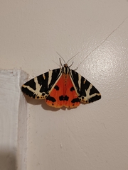 Euplagia quadripunctaria