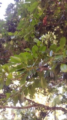 Calophyllum brasiliense