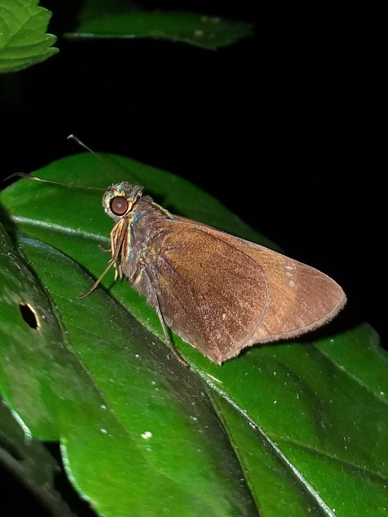 Compliant Skipper