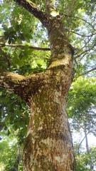 Calophyllum brasiliense