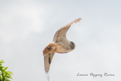 Bubo virginianus mayensis