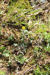Ranunculus pedatifidus affinis