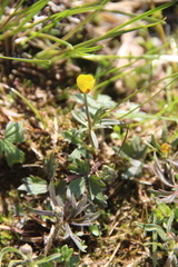 Ranunculus pedatifidus affinis