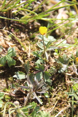 Ranunculus pedatifidus affinis