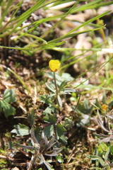 Ranunculus pedatifidus affinis