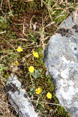 Ranunculus pedatifidus affinis
