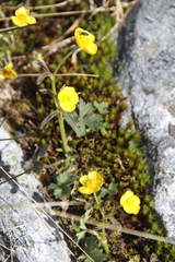 Ranunculus pedatifidus affinis