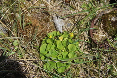 Viola biflora