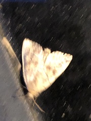 Cosmia trapezina