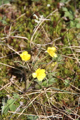 Ranunculus pedatifidus affinis