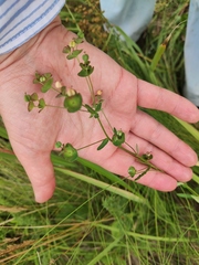 Euphorbia microcarpa
