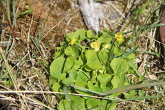 Viola biflora