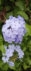 Plumbago auriculata