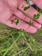 Euphorbia microcarpa