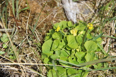 Viola biflora