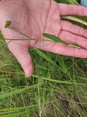 Euphorbia microcarpa