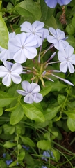 Plumbago auriculata