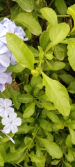 Plumbago auriculata