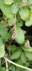 Plumbago auriculata