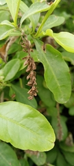 Plumbago auriculata