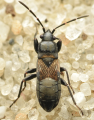 Macrodema microptera