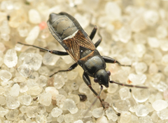 Macrodema microptera
