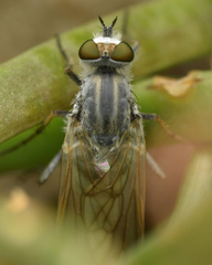Acrosathe annulata