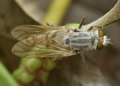 Acrosathe annulata