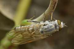 Acrosathe annulata