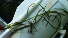 Vallisneria spiralis