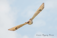 Bubo virginianus mayensis