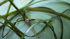 Vallisneria spiralis
