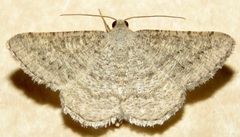 Digrammia ordinata