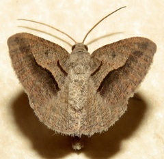 Digrammia subminiata