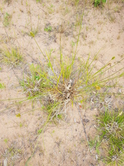 Carex adusta