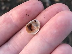 Bostrycapulus aculeatus