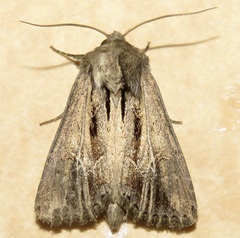 Resapamea stipata